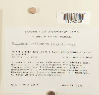 Bazzania trilobata image