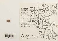 Bazzania trilobata image