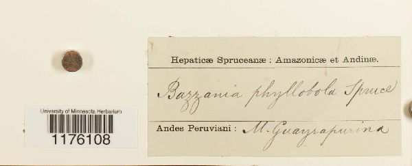 Bazzania phyllobola image