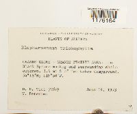 Blepharostoma trichophyllum image