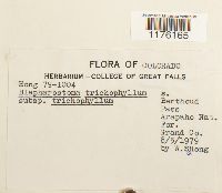 Blepharostoma trichophyllum image