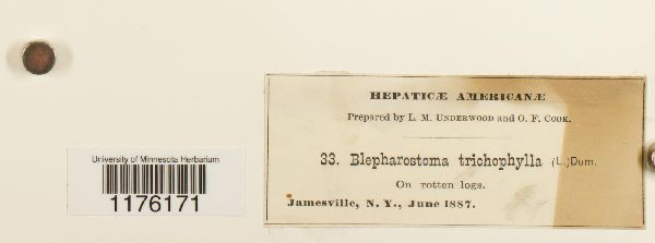 Pseudolepicoleaceae image