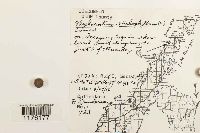 Blepharostoma trichophyllum image