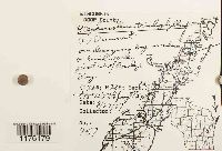 Blepharostoma trichophyllum image