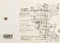 Blepharostoma trichophyllum image