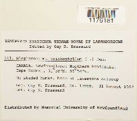 Blepharostoma trichophyllum image