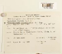 Blepharostoma trichophyllum image