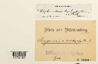 Blepharostoma trichophyllum image