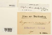 Blepharostoma trichophyllum image