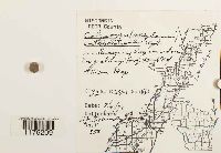 Calypogeia integristipula image