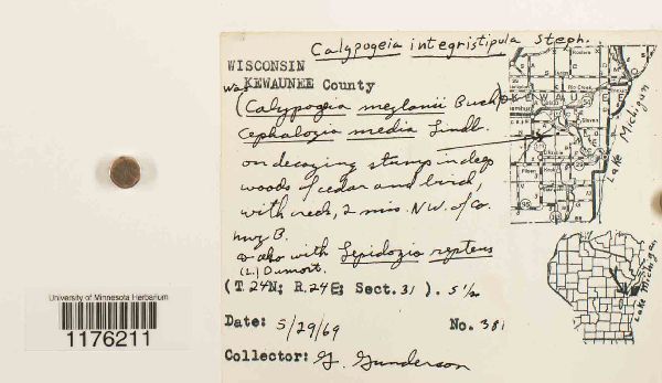Calypogeia integristipula image