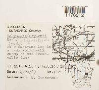 Calypogeia integristipula image