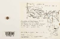 Calypogeia integristipula image