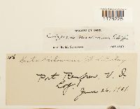 Calypogeia muelleriana image