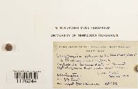 Calypogeia sphagnicola image