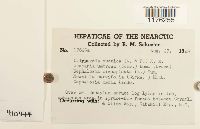 Calypogeia suecica image