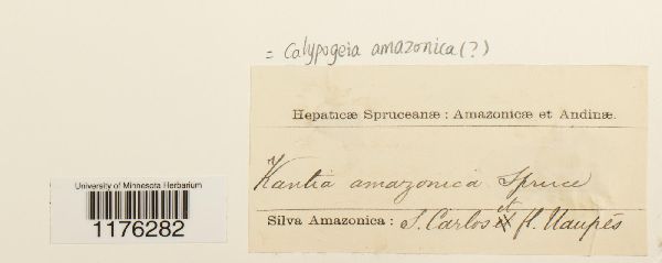 Calypogeia miquelii image