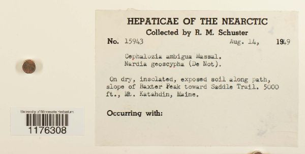 Cephalozia bicuspidata subsp. ambigua image