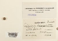 Cephalozia bicuspidata image