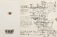 Fuscocephaloziopsis connivens image