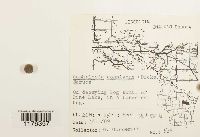 Fuscocephaloziopsis connivens image
