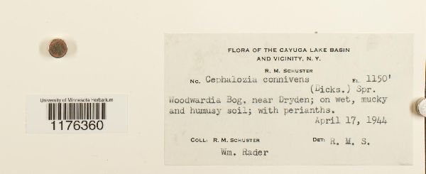 Fuscocephaloziopsis connivens image