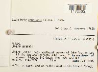 Fuscocephaloziopsis connivens image