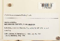 Fuscocephaloziopsis connivens image