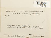 Nowellia curvifolia image