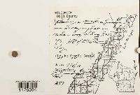 Fuscocephaloziopsis lunulifolia image