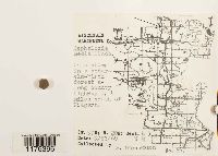 Fuscocephaloziopsis lunulifolia image