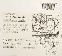 Fuscocephaloziopsis lunulifolia image