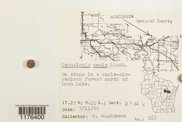 Cephaloziaceae image