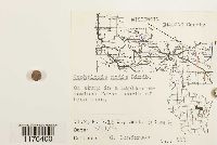 Fuscocephaloziopsis lunulifolia image