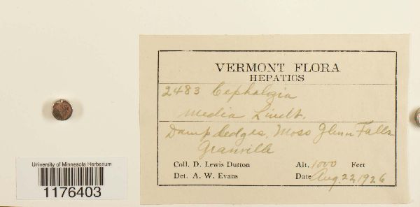 Fuscocephaloziopsis lunulifolia image