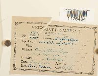 Fuscocephaloziopsis lunulifolia image