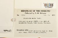 Fuscocephaloziopsis lunulifolia image