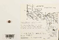 Fuscocephaloziopsis lunulifolia image