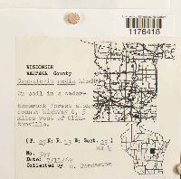 Fuscocephaloziopsis lunulifolia image