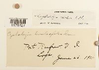 Fuscocephaloziopsis lunulifolia image