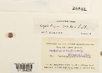 Fuscocephaloziopsis lunulifolia image