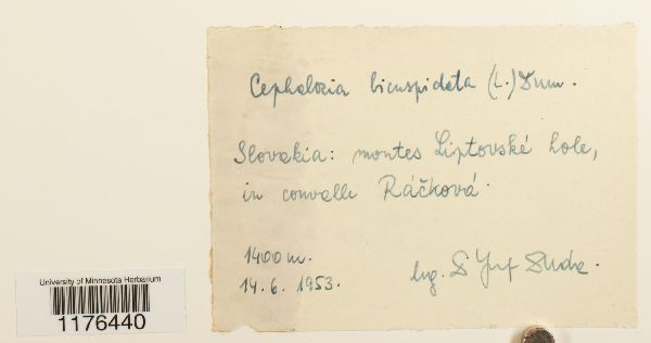 Cephalozia bicuspidata image