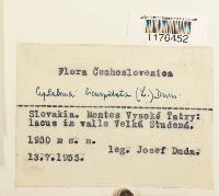 Cephalozia bicuspidata image