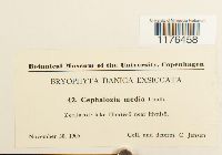 Fuscocephaloziopsis lunulifolia image