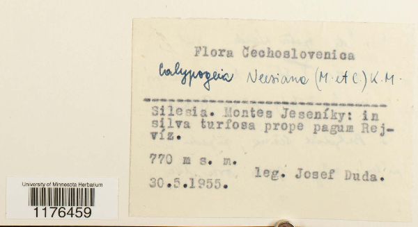 Cephalozia neesiana image