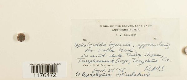 Cephaloziella divaricata image