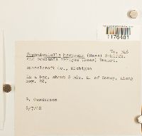 Cephaloziella hampeana image