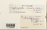 Media resource of Cephaloziella divaricata