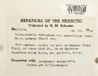 Cephaloziella spinigera image