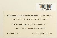 Cephaloziella divaricata image